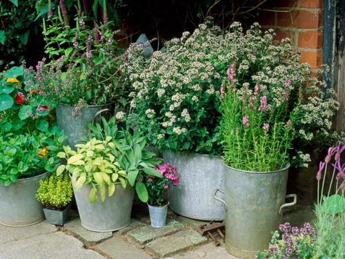 如何用各种容器制作创意盆栽来装扮你的小庭院